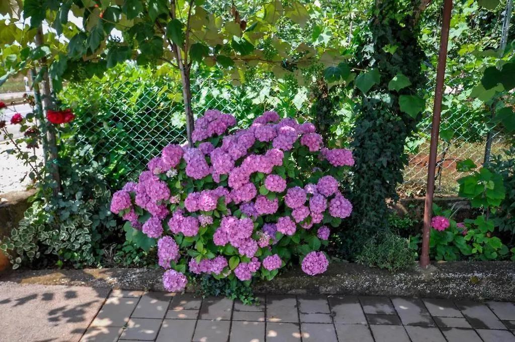 Angela Novigrad (Istria)